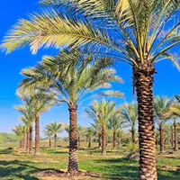 شهر کرد زیباتر با پالم نخل فنیکس تولید کننده رسمی