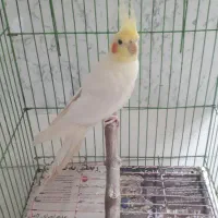 عروس هلندی لوتینوی  نر مست ۱۸ ماهه .