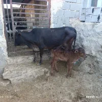 گاو و گوساله نر|حیوانات مزرعه|سیمکان, |دیوار