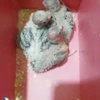 مرغ عشق اهلی خانگی