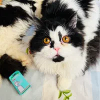 گربه نژاد پرشین نر