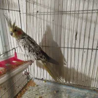 یک عدد عروس هلندی نرآماده آماده