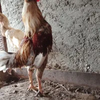 مرغ خروس|حیوانات مزرعه|رودان, |دیوار