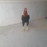 خروس لاری هشت ماه|حیوانات مزرعه|بوکان, |دیوار