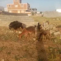 فروش گوسفند با موتور هم معاوضه داریم