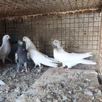 چند جفت کبوتر فروشی|پرنده|هندیجان, |دیوار