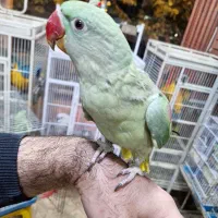 فروش شاهطوطی 5 ماهه تا 2 ساله|پرنده|اصفهان, حسینآباد|دیوار