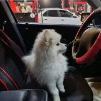 سگ خانگی ماده