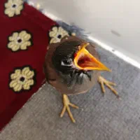 950