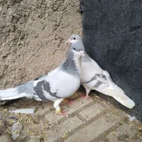 کفتر|پرنده|محمدیه-قزوین, |دیوار