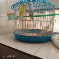 سه عدد مرغ عشق