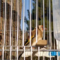 سهره چانه سفید