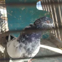 کبوتر|پرنده|قم, هفت تیر|دیوار