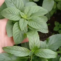 بوته سرسم.|خوردنی و آشامیدنی|تهران, شهرک ولیعصر جنوبی|دیوار
