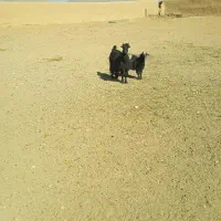 میش و بره وبز ترکی جوان|حیوانات مزرعه|اصفهان, تیران|دیوار