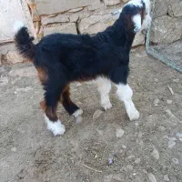 بز وبیگ|حیوانات مزرعه|اندیکا, |دیوار