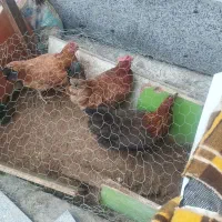 فروش مرغ خانگی تخم گذار