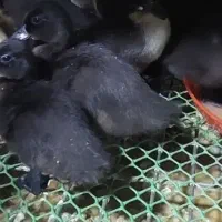 جوجه اردک کایوگا گرید A