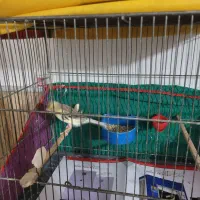 قناری|پرنده|قم, شهرک مهدیه (مدرس)|دیوار