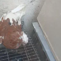 کبوتر|پرنده|مسجد سلیمان, |دیوار