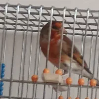 سهره قناری لربخون|پرنده|مشهد, چهارباغ|دیوار