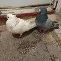 کبوتر|پرنده|قرچک, پارس سرام|دیوار