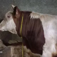 گاو یا گوساله نر پروار سیمینتال قرمز چاق