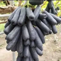 انگور موندراپ تضمینی