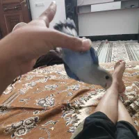 کوتوله کمیاب فیشر