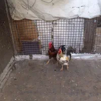 مرغ خروس محلی