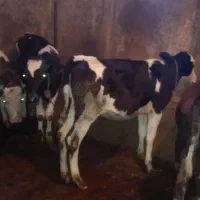 فروش دو راس گوساله ماده سمینتال و هلشتاین