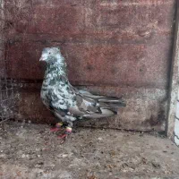 تعدادی گرفتنی پرشی و ساده و رنگی