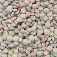 عدس تمیز وبوجاری شده