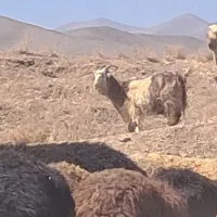 میس بز|حیوانات مزرعه|شهرکرد, |دیوار