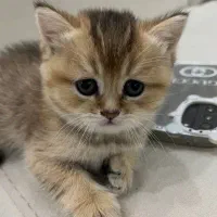 توله بریتیش