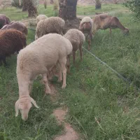 فروش چند راس میش چینی ویک رآس قوچ