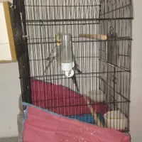 عروس هلندی جفت|پرنده|قم, ولیعصر|دیوار