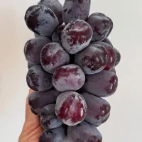 نهال گیلاس رویشی گلدانی اصلاح شده