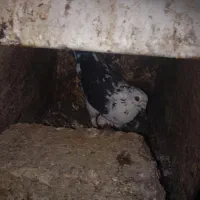 کبوتر ۱۵۰ مفت.