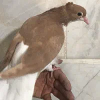 کاکلی کفتر کبوتر کاکل