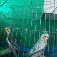 فروش عروس هلندی