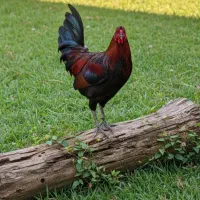 خروس یکساله بسیار سالم و تمیز