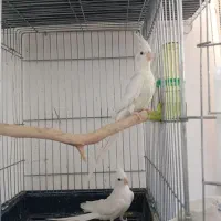 عروس البینو