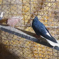 رنگی|پرنده|رامهرمز, |دیوار