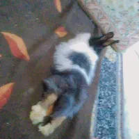 خرگوش بالغ سالم