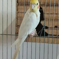 عروس هلندی نر مست مست بالغ|پرنده|ماهدشت, |دیوار