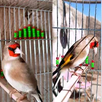 سهره