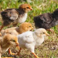 جوجه یکروزه محلی/مرغ و خروس