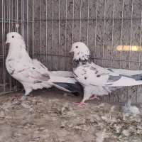 کبوتر پرشی|پرنده|زابل, |دیوار