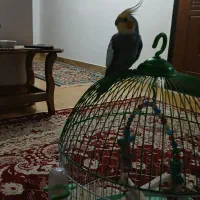 فروش یک عدد عروس هلندی|پرنده|املش, |دیوار